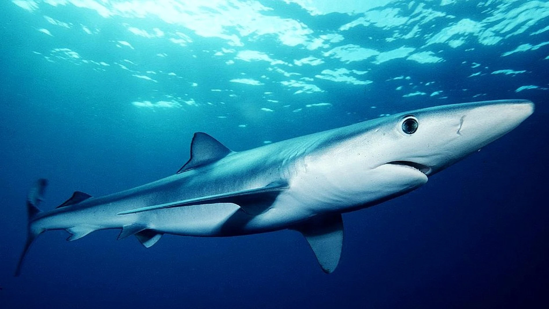 Tintorera o tiburón azul Tintorera o tiburón azul