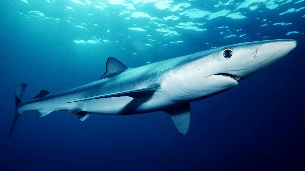 Tintorera o tibur&oacute;n azul