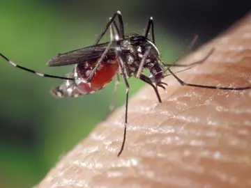 Mosquito Mosquito