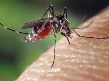 Mosquito Mosquito
