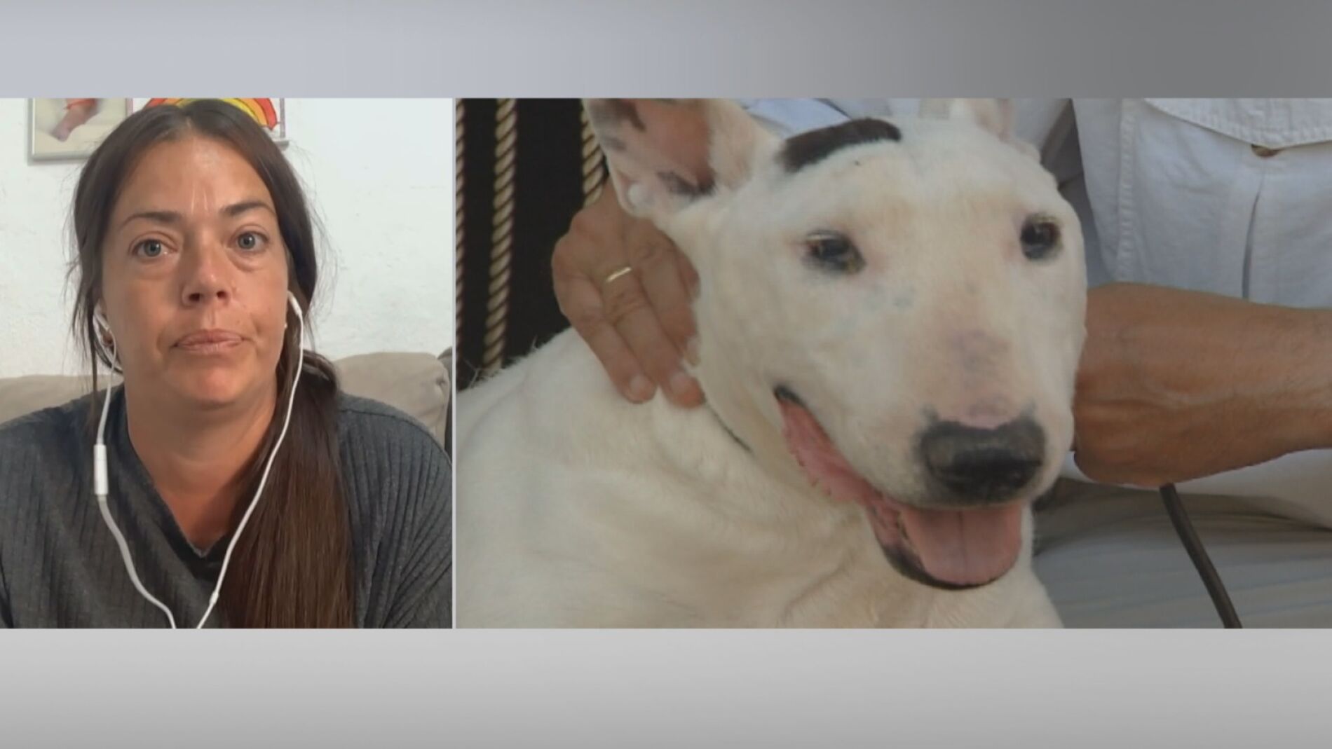 Un perro 'bull terrier' se escapa y muerde a una ni&ntilde;a de tres a&ntilde;os, "mi hija no puede caminar"