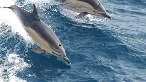 Delfines comunes Delfines comunes