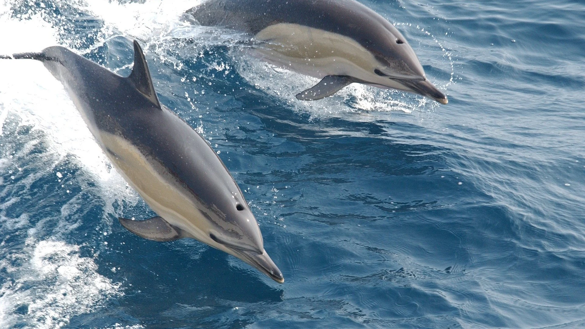 Delfines comunes Delfines comunes
