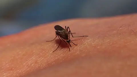 El truco japonés para aliviar las picaduras de mosquito