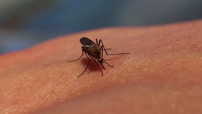 El truco japonés para aliviar las picaduras de mosquito