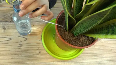 Planta Planta