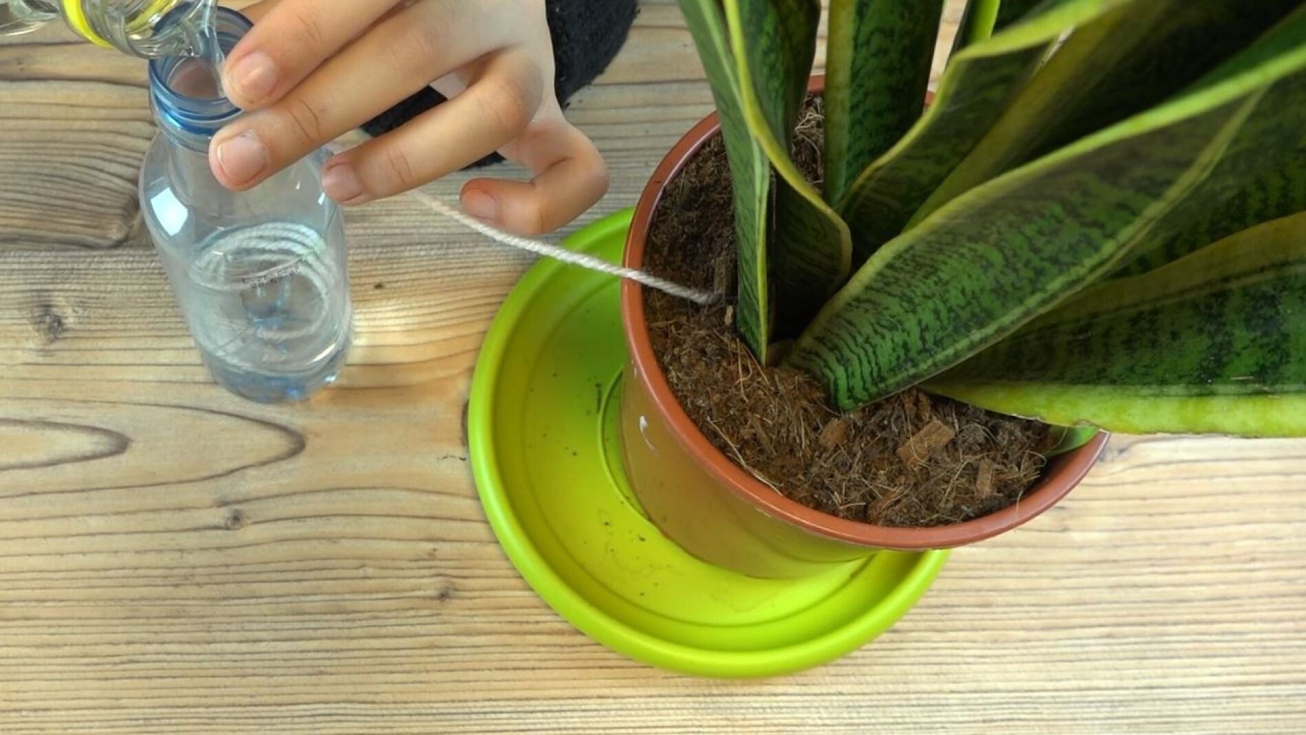 Planta