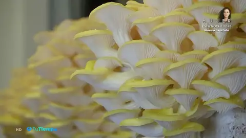 hongos hongos