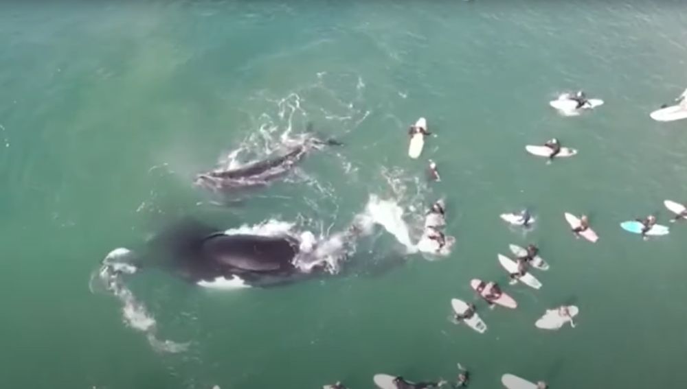 El increíble vídeo de una ballena y su cría jugando junto a unos surfistas en Australia