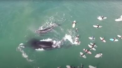 El increíble vídeo de una ballena y su cría jugando junto a unos surfistas en Australia
