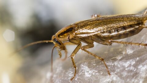 Blattella germánica o cucaracha rubia 