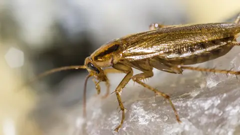 Blattella germánica o cucaracha rubia Blattella germánica o cucaracha rubia