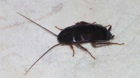 Blatta orientalis o cucaracha negra