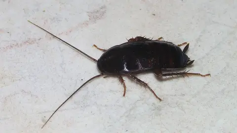 Blatta orientalis o cucaracha negra Blatta orientalis o cucaracha negra