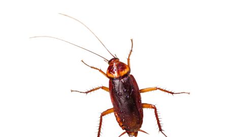 Periplaneta americana o cucaracha roja