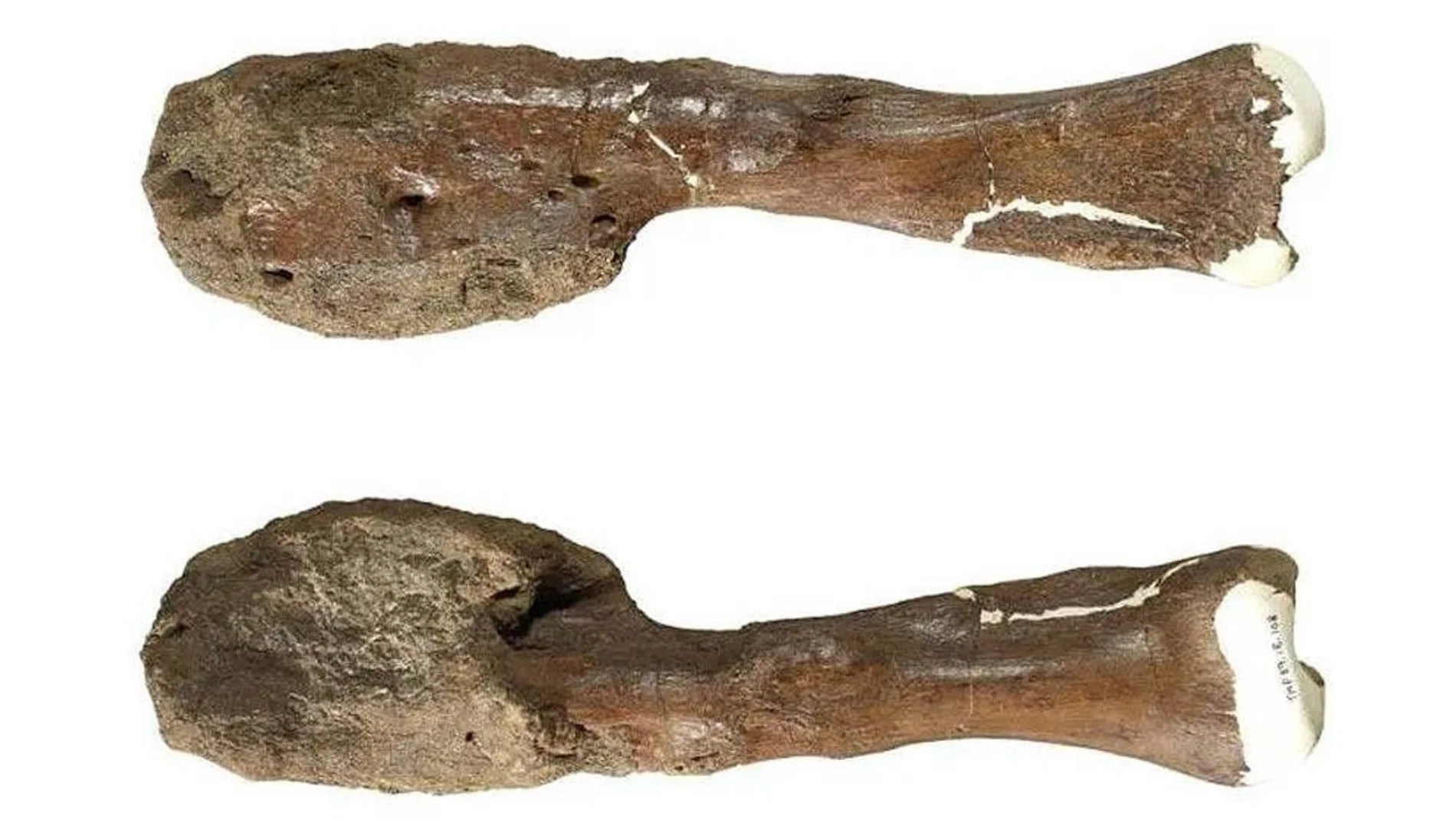 Hueso de dinosaurio Hueso de dinosaurio