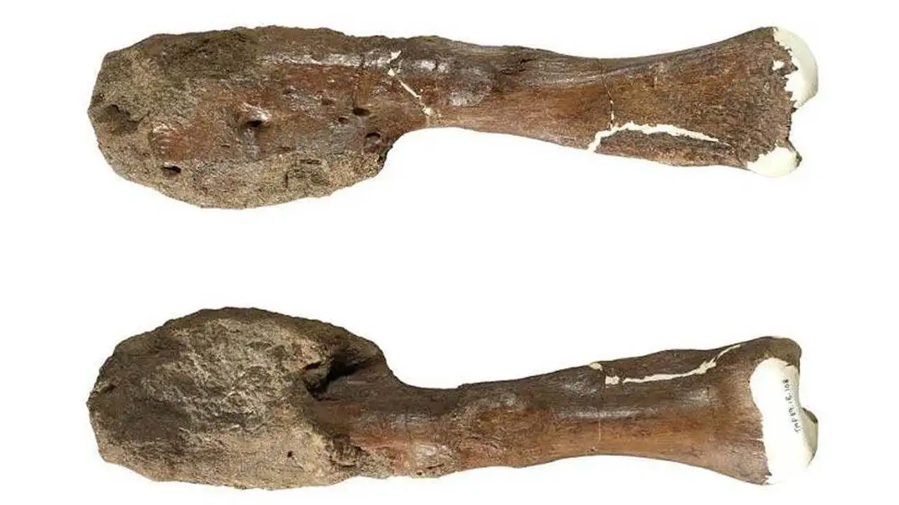 Hueso de dinosaurio