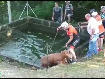 Varios ciclistas salvan a un becerro de morir ahogado gracias a los mugidos de socorro de unas vacas en Galicia: "No podía salir"