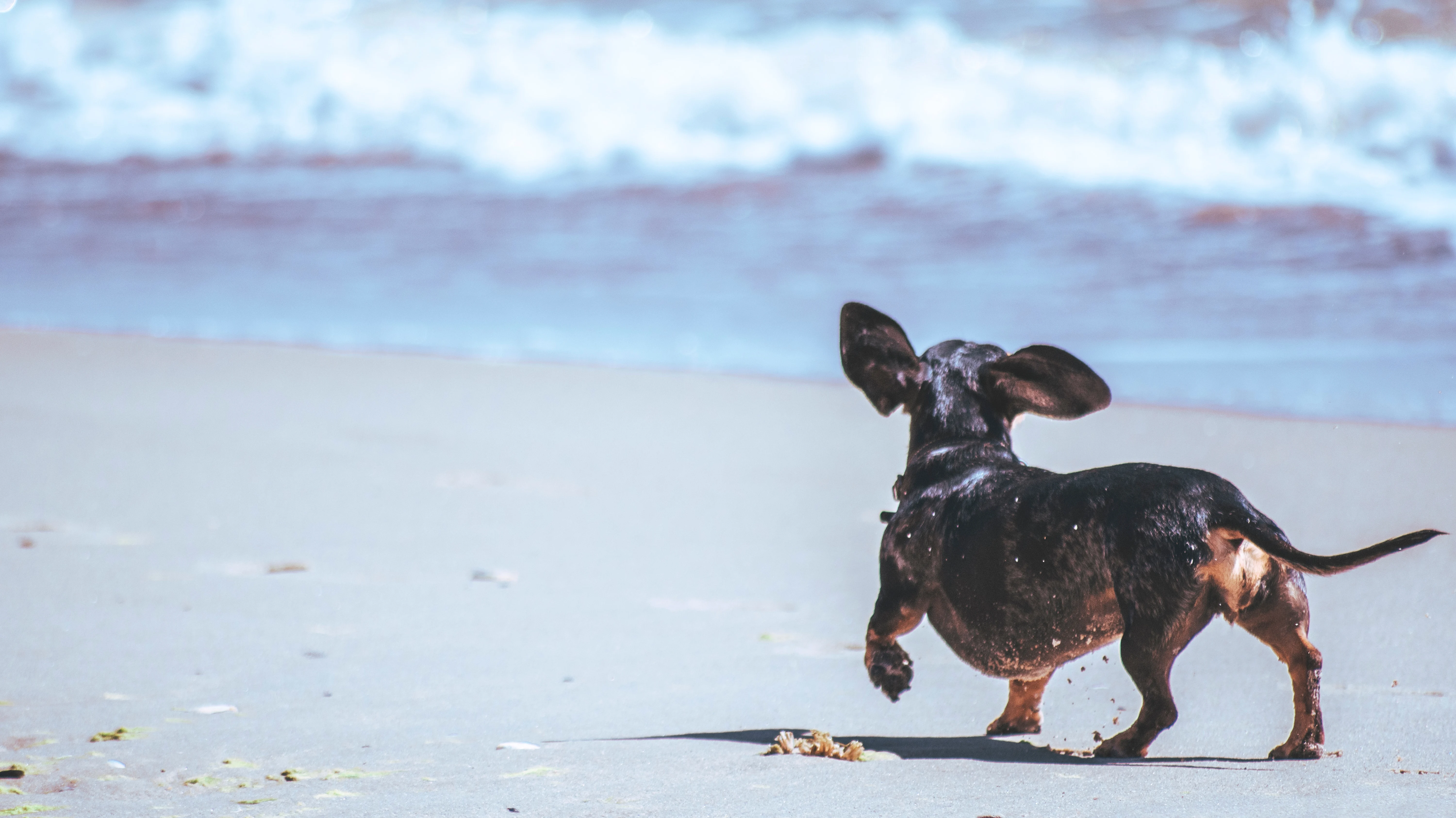 Perro en la playa