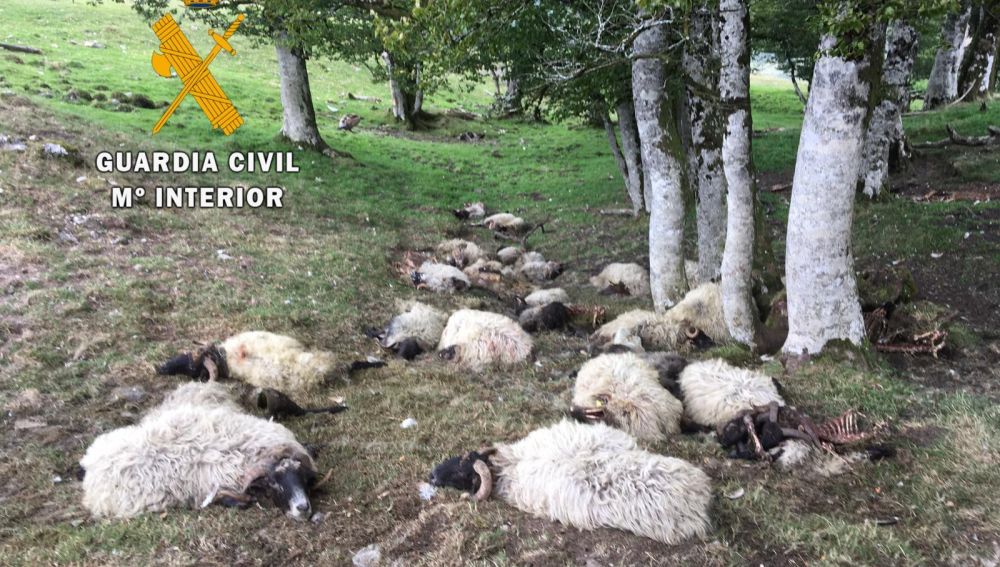 28 ovejas aparecen muertas en Navarra