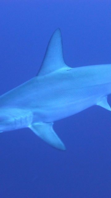 Tiburón