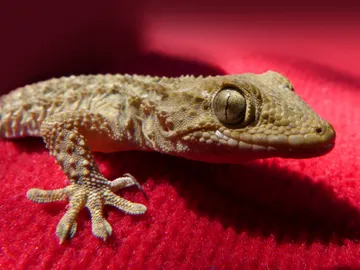 Salamanquesa Salamanquesa
