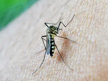 Todas las enfermedades que pueden transmitir los mosquitos Todas las enfermedades que pueden transmitir los mosquitos