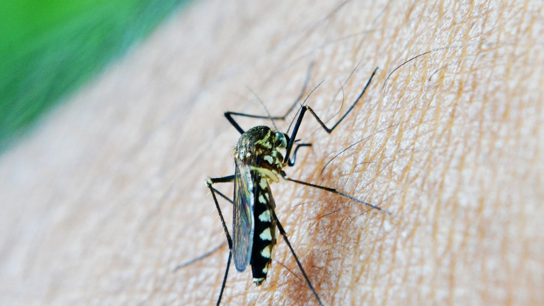 Todas las enfermedades que pueden transmitir los mosquitos Todas las enfermedades que pueden transmitir los mosquitos