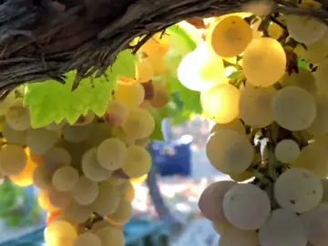 Así se elabora el vino dulce de Pedro Ximénez en Montilla-Moriles, Córdoba Así se elabora el vino dulce de Pedro Ximénez en Montilla-Moriles, Córdoba