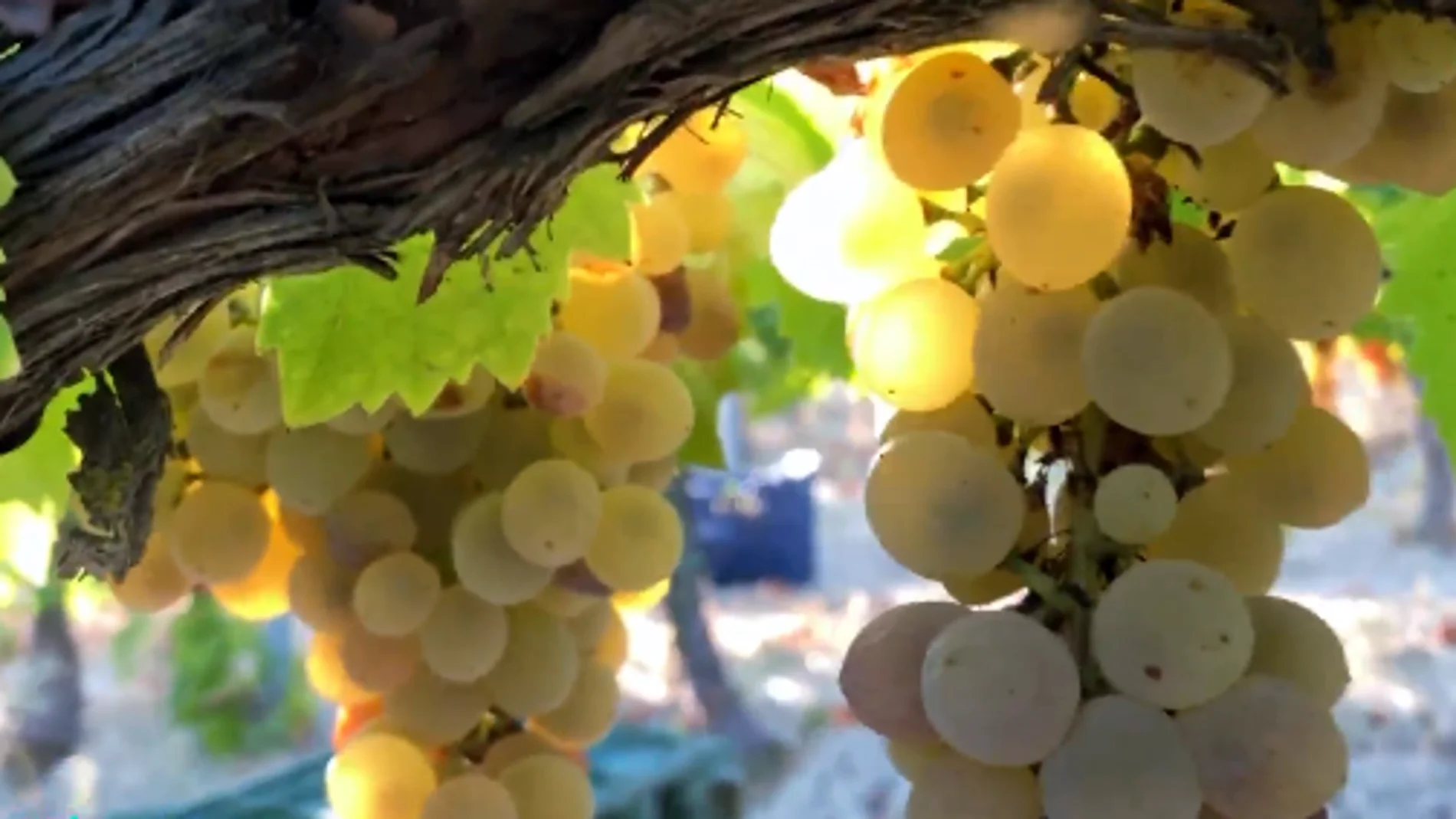Así se elabora el vino dulce de Pedro Ximénez en Montilla-Moriles, Córdoba
