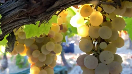 As&iacute; se elabora el vino dulce de Pedro Xim&eacute;nez en Montilla-Moriles, C&oacute;rdoba