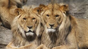 Imagen de archivo de dos leones en un zool&oacute;gico
