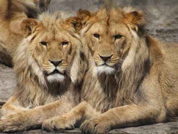 Imagen de archivo de dos leones en un zoológico