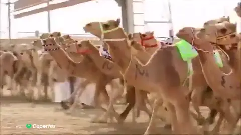 camellos camellos