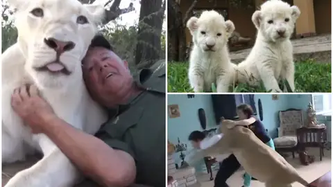 Un hombre muere devorado por dos leonas a las que salvó la vida nada más nacer Un hombre muere devorado por dos leonas a las que salvó la vida nada más nacer