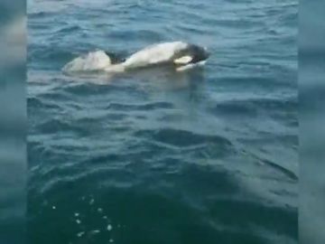 Un grupo de orcas ataca a un velero en Corrubedo y le rompe parte de un timón