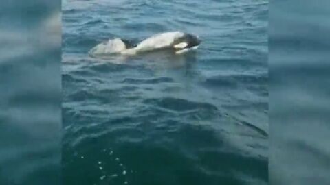 Un grupo de orcas ataca a un velero en Corrubedo y le rompe parte de un tim&oacute;n