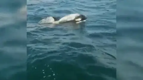 Un grupo de orcas ataca a un velero en Corrubedo y le rompe parte de un timón Un grupo de orcas ataca a un velero en Corrubedo y le rompe parte de un timón