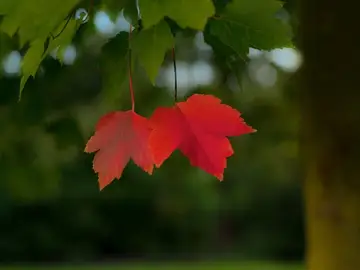 ¡Bienvenido Septiembre 2020! Las mejores frases para dar la bienvenida a septiembre ¡Bienvenido Septiembre 2020! Las mejores frases para dar la bienvenida a septiembre