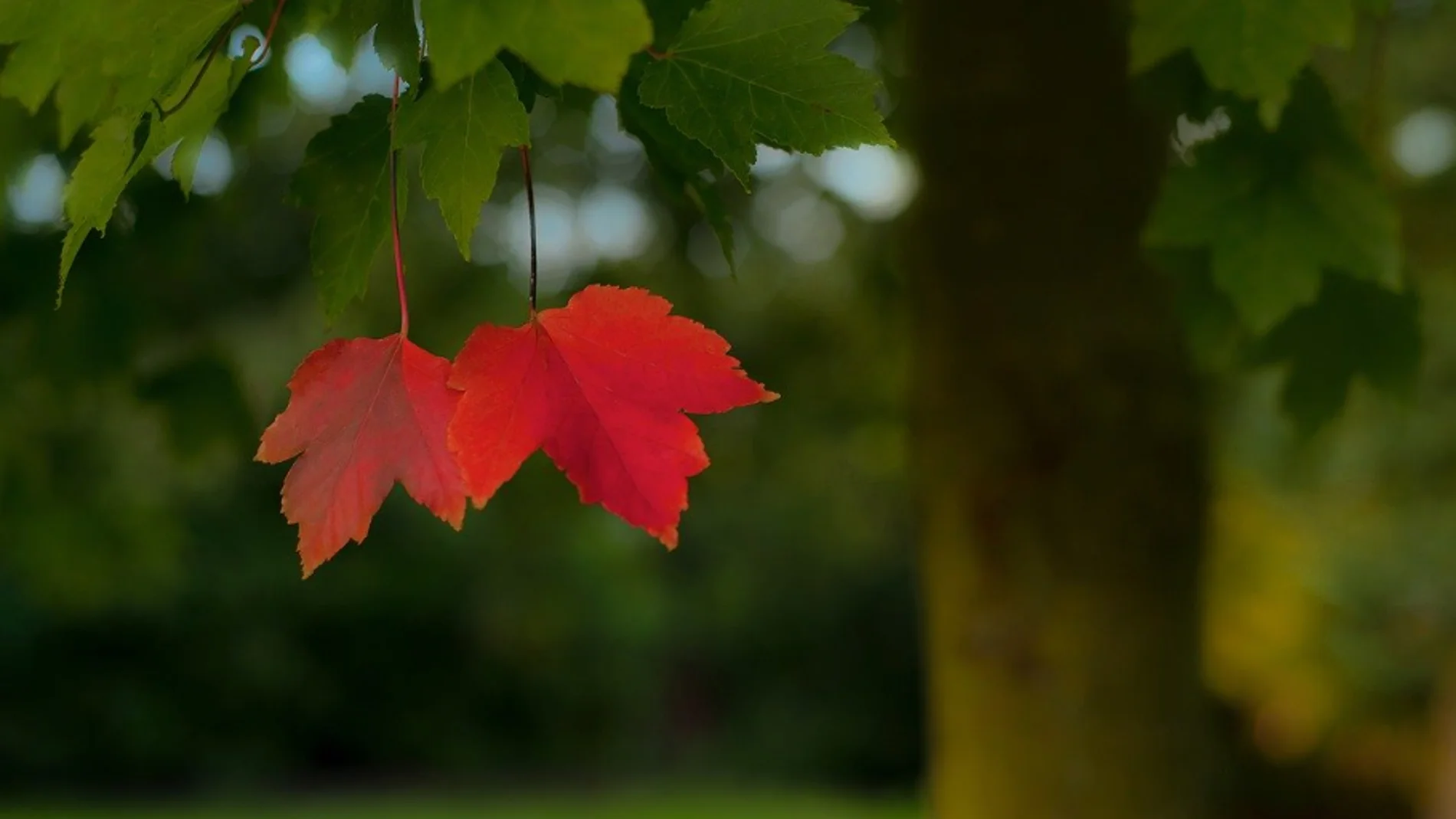 ¡Bienvenido Septiembre 2020! Las mejores frases para dar la bienvenida a septiembre ¡Bienvenido Septiembre 2020! Las mejores frases para dar la bienvenida a septiembre