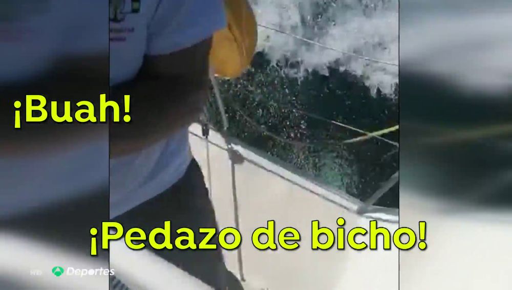El vídeo completo del ataque de tres orcas a un barco de la Armada española: "Me ha hecho daño, ¡rompió el timón!"