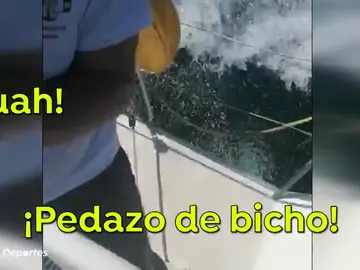 El vídeo completo del ataque de tres orcas a un barco de la Armada española: "Me ha hecho daño, ¡rompió el timón!" El vídeo completo del ataque de tres orcas a un barco de la Armada española: "Me ha hecho daño, ¡rompió el timón!"