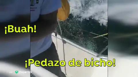 El vídeo completo del ataque de tres orcas a un barco de la Armada española: "Me ha hecho daño, ¡rompió el timón!" El vídeo completo del ataque de tres orcas a un barco de la Armada española: "Me ha hecho daño, ¡rompió el timón!"
