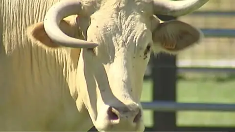 El rey de los bueyes El rey de los bueyes