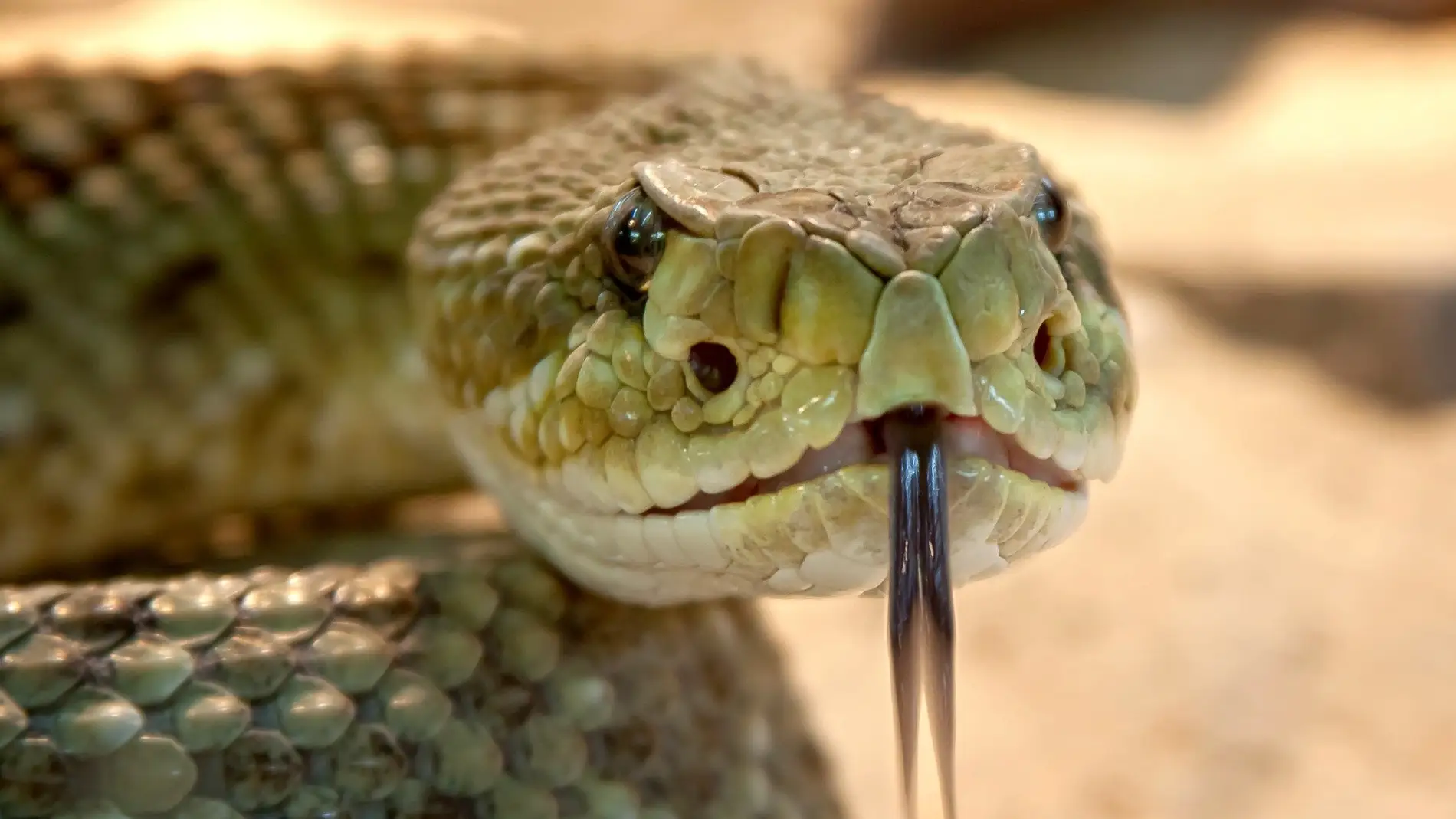 Serpiente