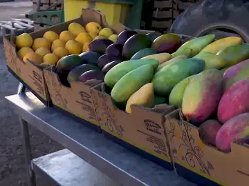 Aguacate, piña o mango, estas son algunas de las mejores frutas tropicales que se pueden encontrar en Mogán (Canarias)