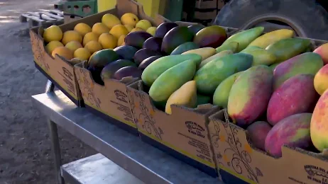 Aguacate, piña o mango, estas son algunas de las mejores frutas tropicales que se pueden encontrar en Mogán (Canarias) Aguacate, piña o mango, estas son algunas de las mejores frutas tropicales que se pueden encontrar en Mogán (Canarias)
