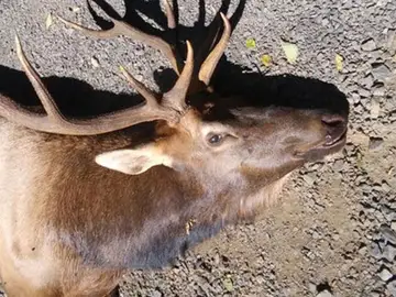Ejemplar de uapití, wapití o ciervo canadiense Ejemplar de uapití, wapití o ciervo canadiense