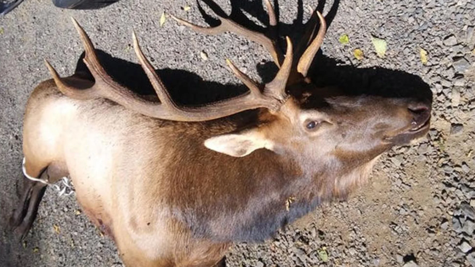Ejemplar de uapití, wapití​ o ciervo canadiense Ejemplar de uapití, wapití​ o ciervo canadiense