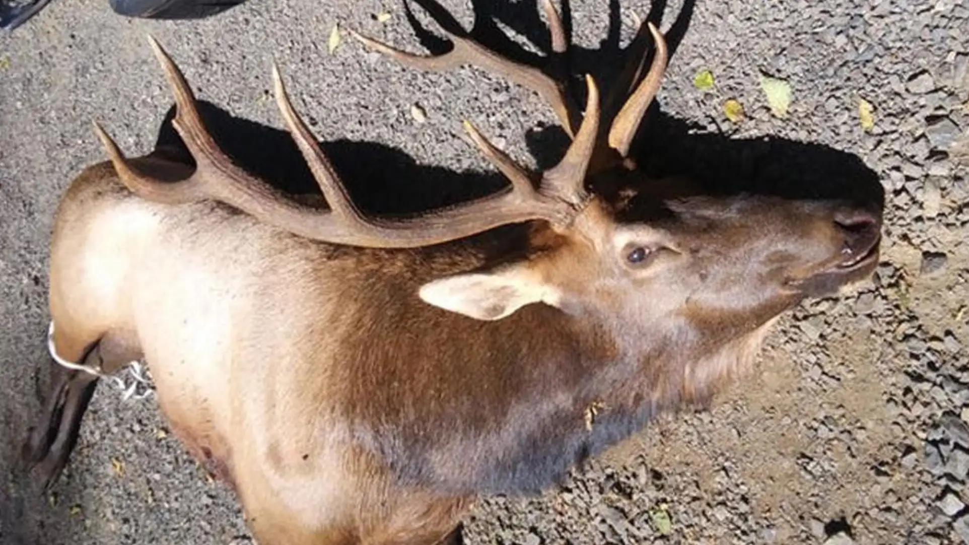 Ejemplar de uapití, wapití o ciervo canadiense Ejemplar de uapití, wapití o ciervo canadiense